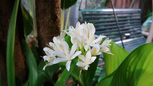 Close-up of white flowering plant