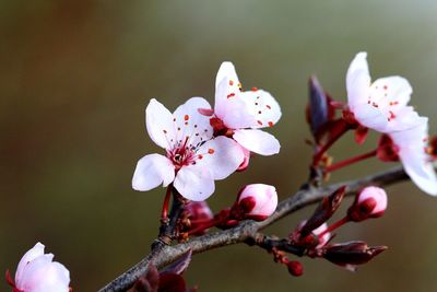 Close-up of pink cherry blossoms in spring