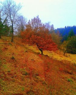 Trees on field against clear sky