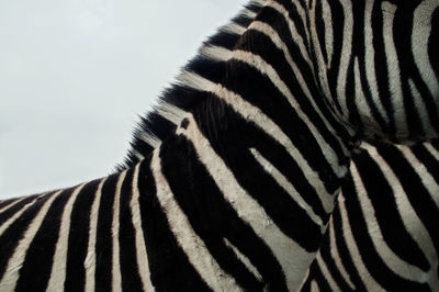 Close-up of zebra