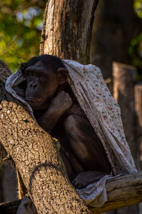 Close-up of monkey on tree at zoo