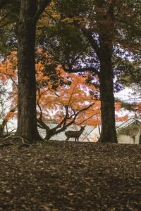 Trees in forest during autumn