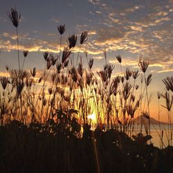 Scenic view of landscape at sunset