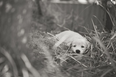 Dog relaxing on field