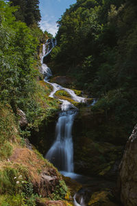 Scenic view of river amidst trees in forest