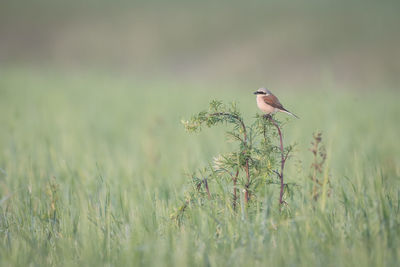 Bird perching on a field