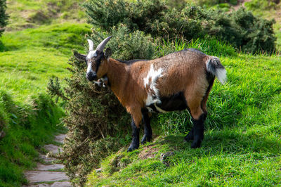 Portrait of horse standing in field