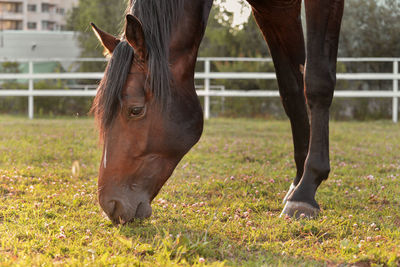 Horse standing in field