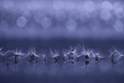 Close-up of dandelion against white background