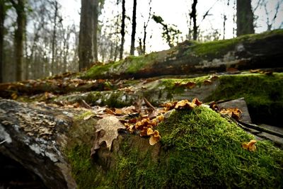 nature