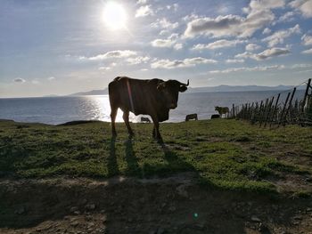 Cows standing on shore by sea against sky