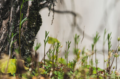 Close-up of plants growing on field