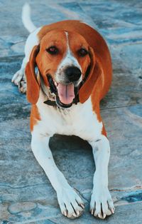 Close-up of dog looking at camera