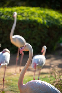 Close up flamingos