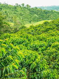 View of lush trees in forest