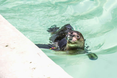 High angle view of turtle in swimming pool