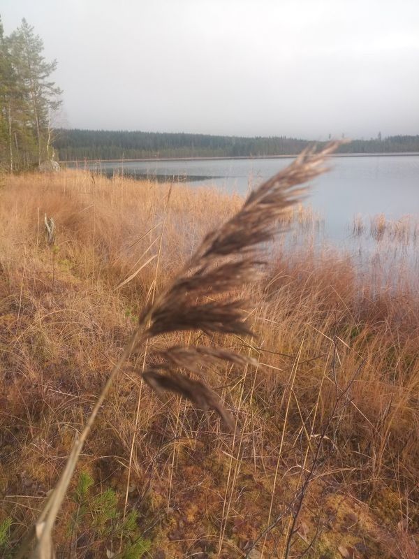 plant, no people, grass, nature, land, tranquility, sky, scenics - nature, environment, tranquil scene, day, landscape, water, non-urban scene, beauty in nature, motion, field, outdoors, timothy grass