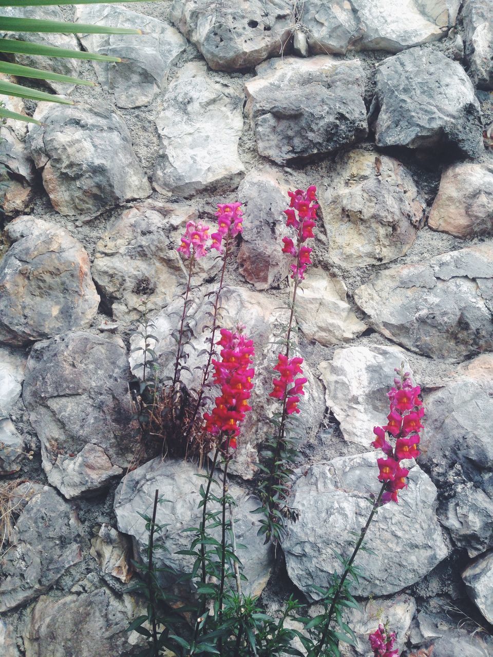 flower, freshness, red, fragility, growth, pink color, plant, high angle view, nature, petal, beauty in nature, blooming, rock - object, day, outdoors, no people, stone - object, stone wall, in bloom, flower head