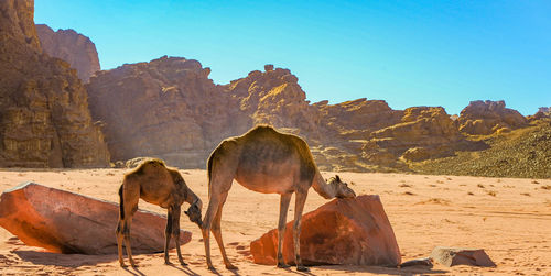 Camels in jordan wadi rum desert on red sand with baby and high mountains in the background