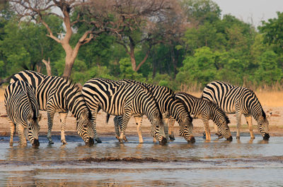 Zebra crossing in a water