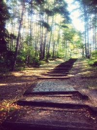 Footpath amidst trees in forest