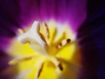 Close-up of purple flowering plant