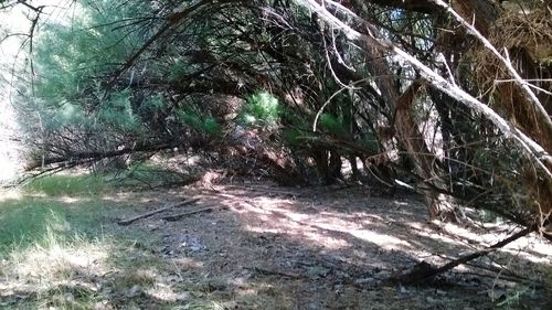 Trees in forest