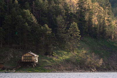 House by trees in forest