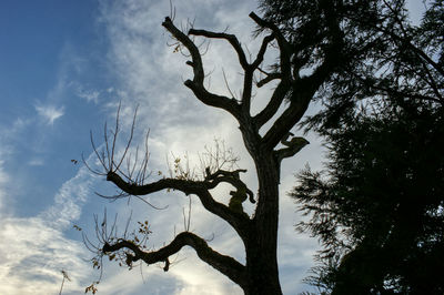 Low angle view of bare tree against sky