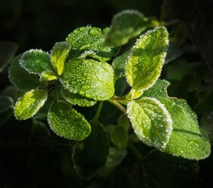 leaf