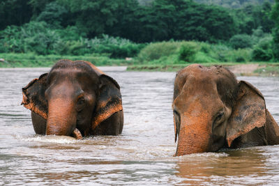 Close-up of elephant in water