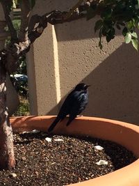bird