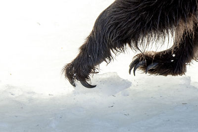 High angle view of a horse on snow