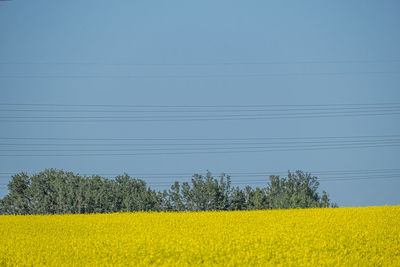 Scenic view of field against clear sky