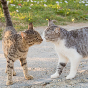 Cat standing in a field