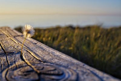 Close-up of flowering plant on field against sky