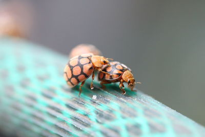 Close-up of insect