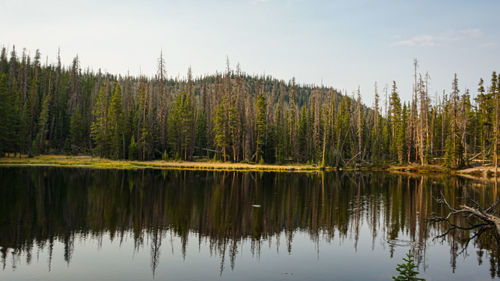 Scenic view of lake in forest against sky