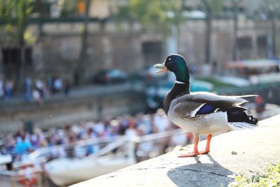 Close-up of bird perching on retaining wall