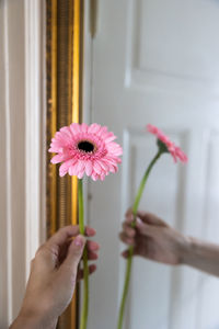 Pink flower being held by cropped hand in front of a mirror with a golden frame