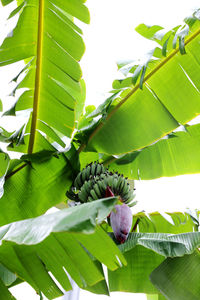 banana leaf