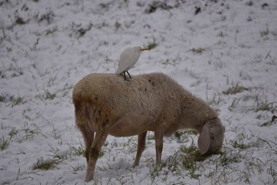 Sheep on snow field