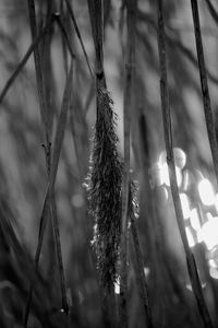 Close-up of dry plants on land