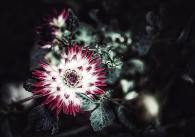 Close-up of flower against blurred background