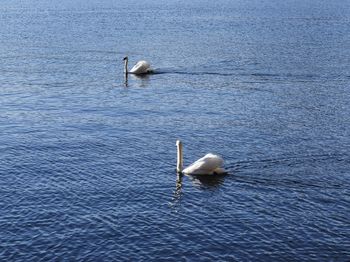 High angle view of seagull swimming in sea