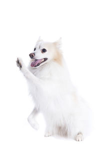 Close-up of a dog over white background