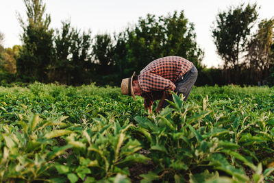 Man harvesting while standing on agricultural field