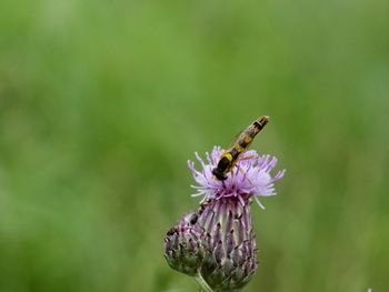 Close-up of butterfly pollinating on purple flower, bee on flower 