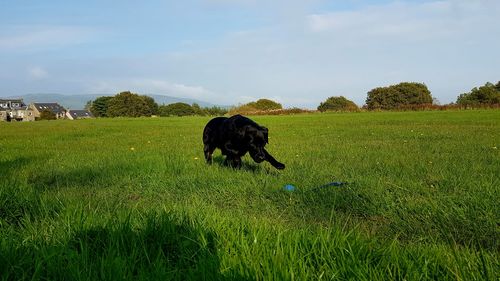 Dog on field against sky