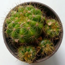 High angle view of cactus in potted plant